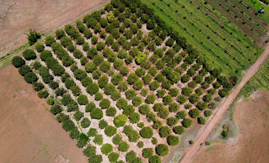 Agricultura familiar faz da pequena Uraí a maior produtora de manga do Paraná. Foto; Ari Dias/AEN