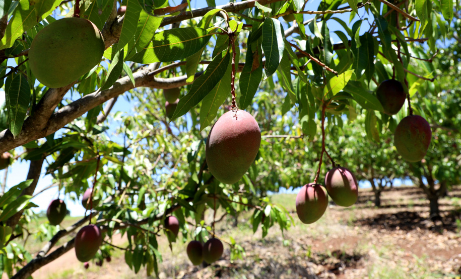 Agricultura familiar faz da pequena Uraí a maior produtora de manga do Paraná. Foto; Ari Dias/AEN