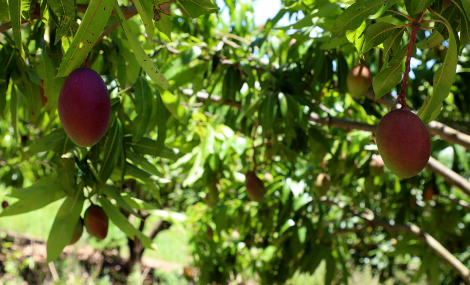 Agricultura familiar faz da pequena Uraí a maior produtora de manga do Paraná. Foto; Ari Dias/AEN