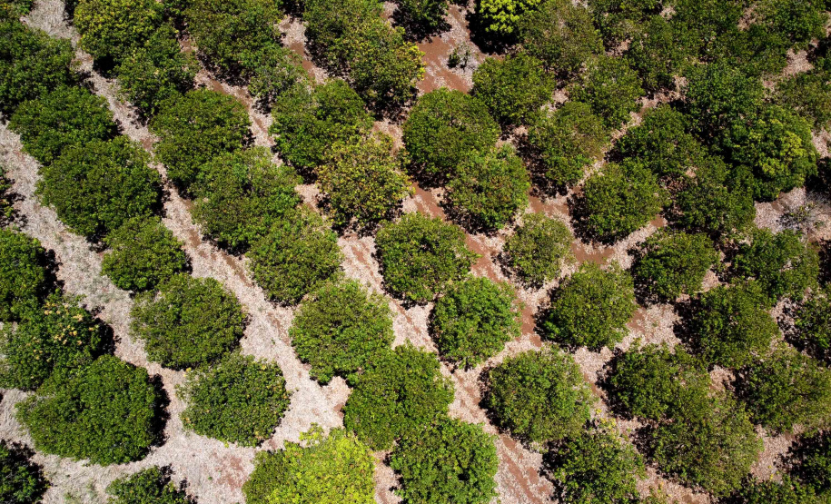 Agricultura familiar faz da pequena Uraí a maior produtora de manga do Paraná. Foto; Ari Dias/AEN