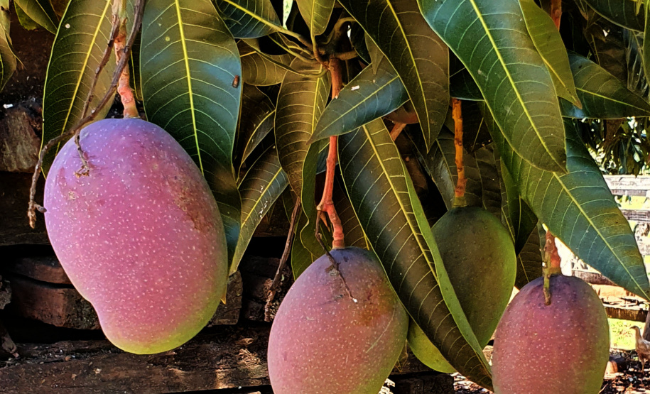 Agricultura familiar faz da pequena Uraí a maior produtora de manga do Paraná. Foto; Ari Dias/AEN