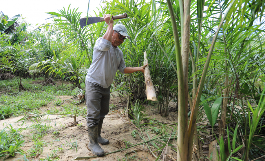 VRS Mata Atlântica ? Litoral Paraná - Guaraqueçaba  -  Foto: Geraldo Bubniak/AEN