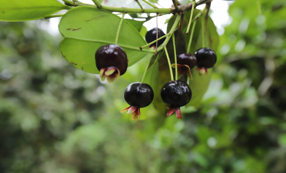 VRS Mata Atlântica ? Litoral Paraná - Apresentação do projeto em Morretes  e conversa com os produtores locais. Na foto produtora Rosana Robassa  - Grumexame  -  Foto: Geraldo Bubniak/AEN