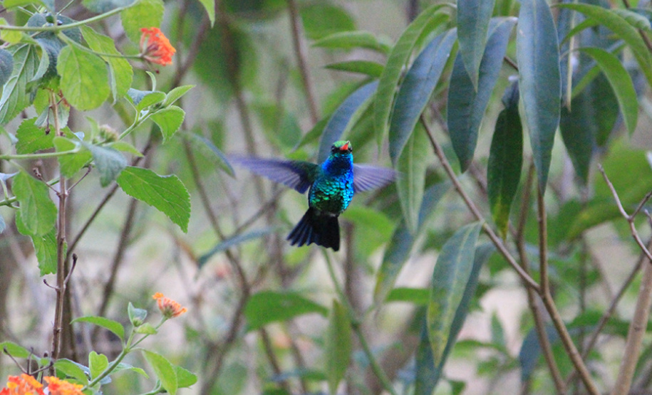 Alunos da UENP catalogam 91 espécies de aves em Bandeirantes. Foto: UENP