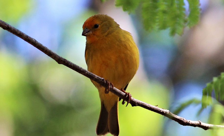 Alunos da UENP catalogam 91 espécies de aves em Bandeirantes. Foto: UENP