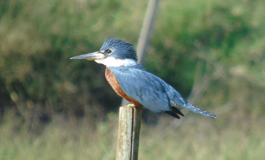 Alunos da UENP catalogam 91 espécies de aves em Bandeirantes. Foto: UENP
