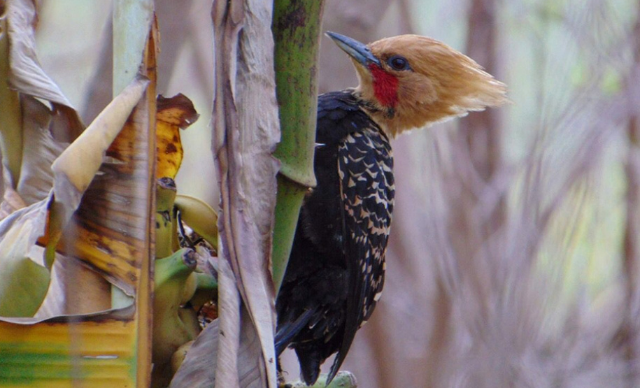 Alunos da UENP catalogam 91 espécies de aves em Bandeirantes. Foto: UENP