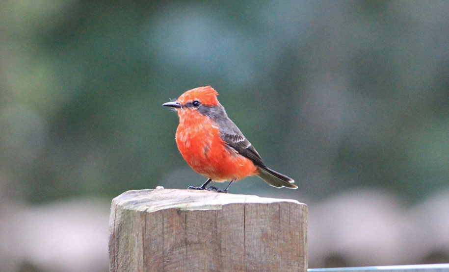 Alunos da UENP catalogam 91 espécies de aves em Bandeirantes. Foto: UENP