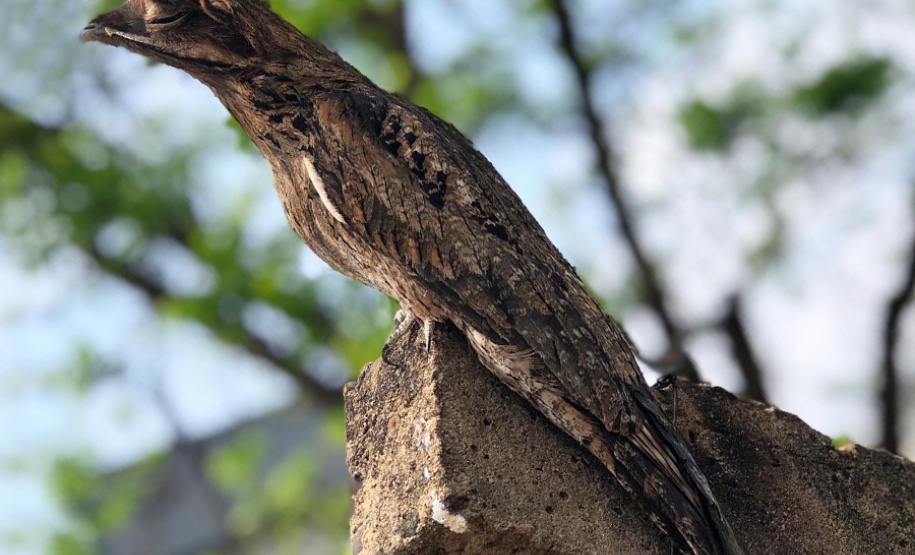 Alunos da UENP catalogam 91 espécies de aves em Bandeirantes. Foto: UENP