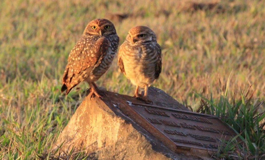 Alunos da UENP catalogam 91 espécies de aves em Bandeirantes. Foto: UENP